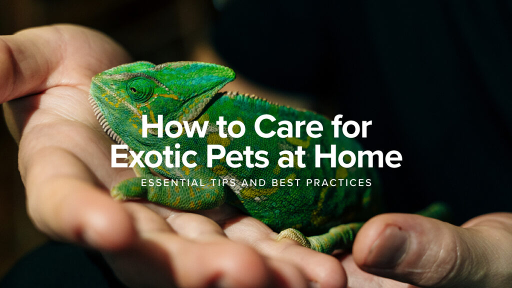 How to Care for Exotic Pets at Home: Essential Tips and Best Practices