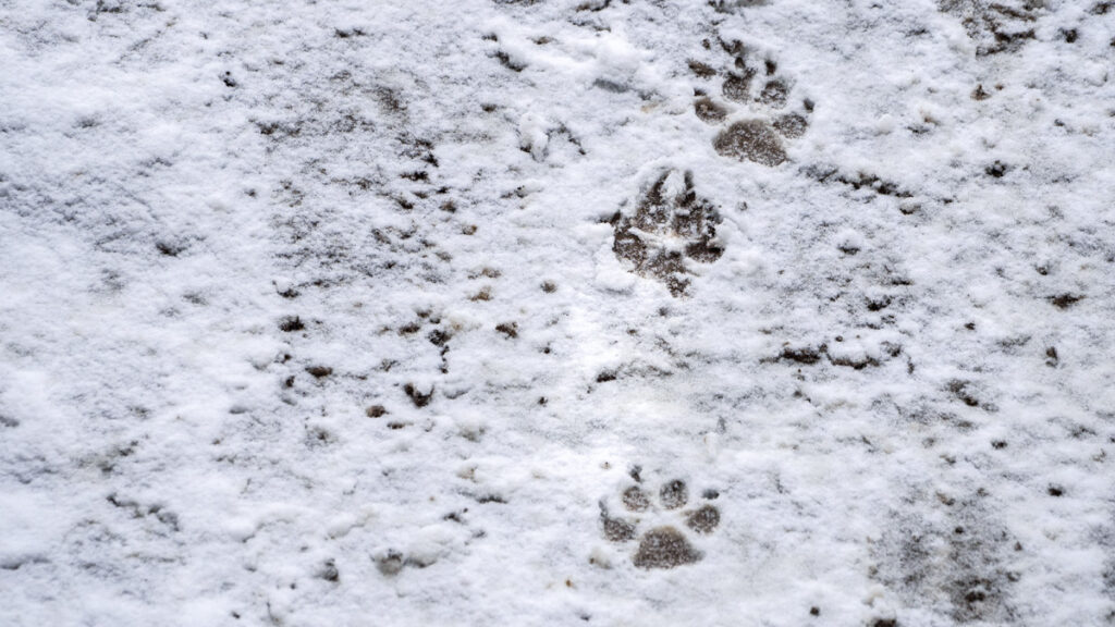 How to Identify Animal Tracks in the Wild: A Beginner’s Guide