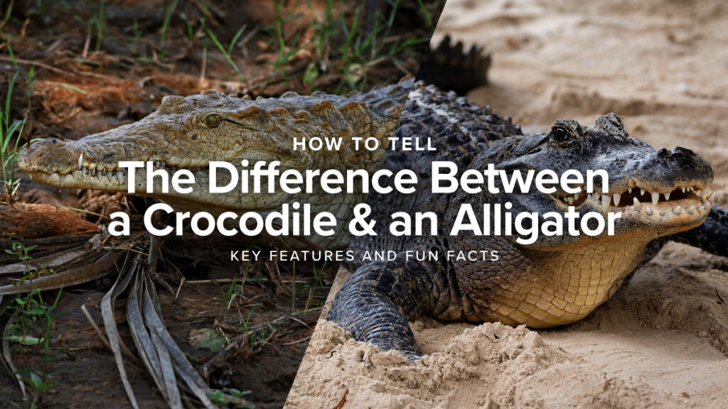 How to Tell the Difference Between a Crocodile and an Alligator: Key Features and Fun Facts