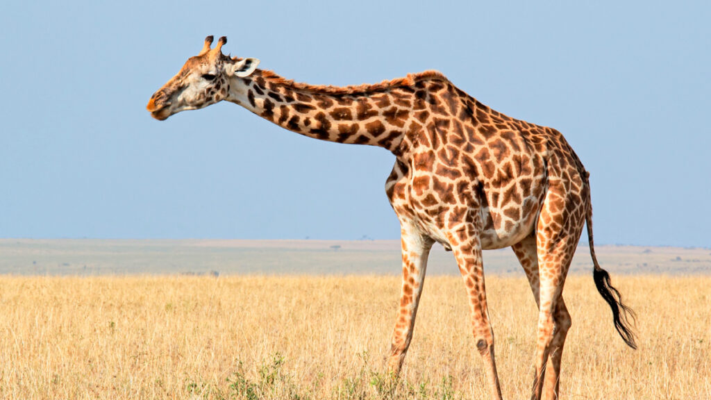 Masai Giraffe