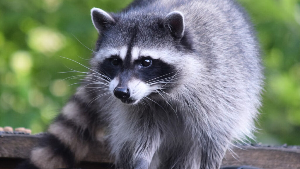 Raccoon Procyon