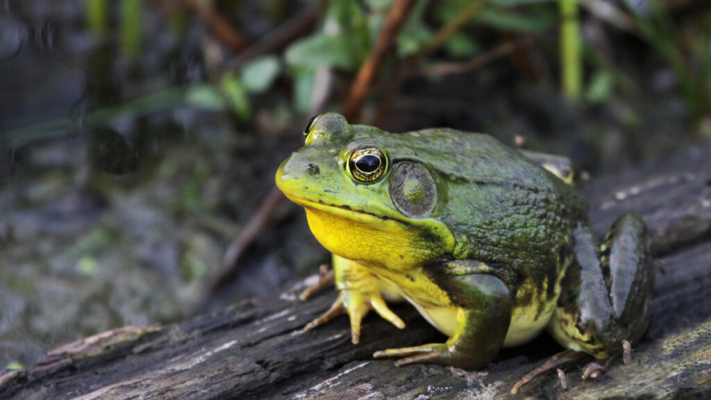 American Bullfrog