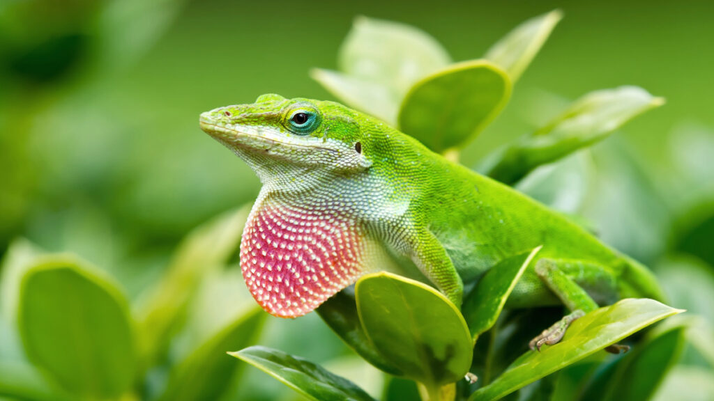 Anolis Carolinensis