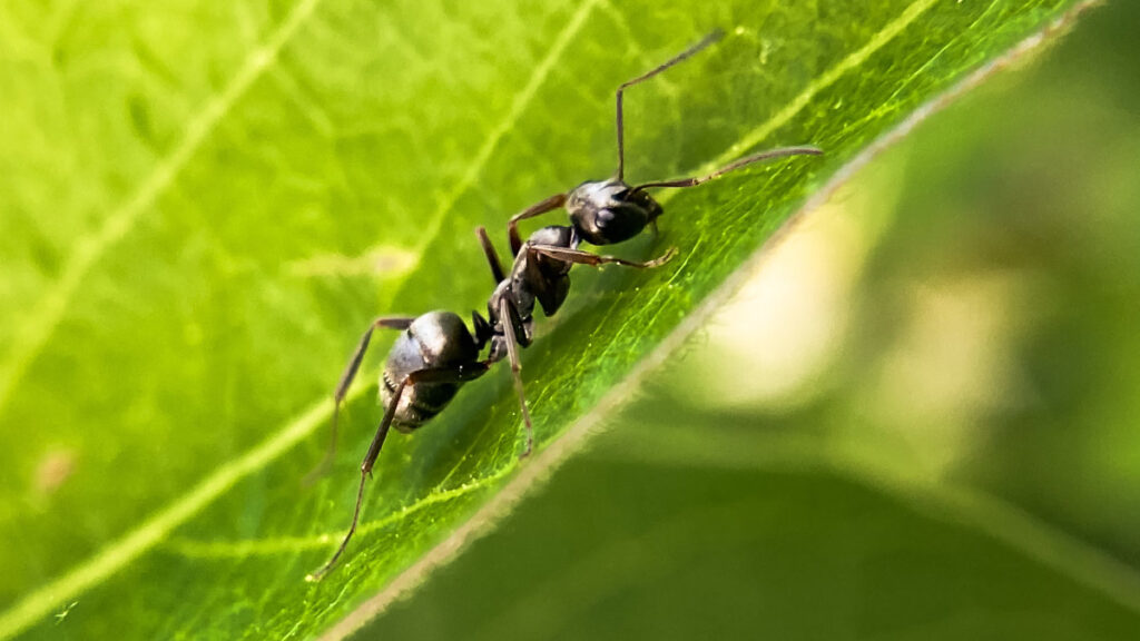 Black Ant