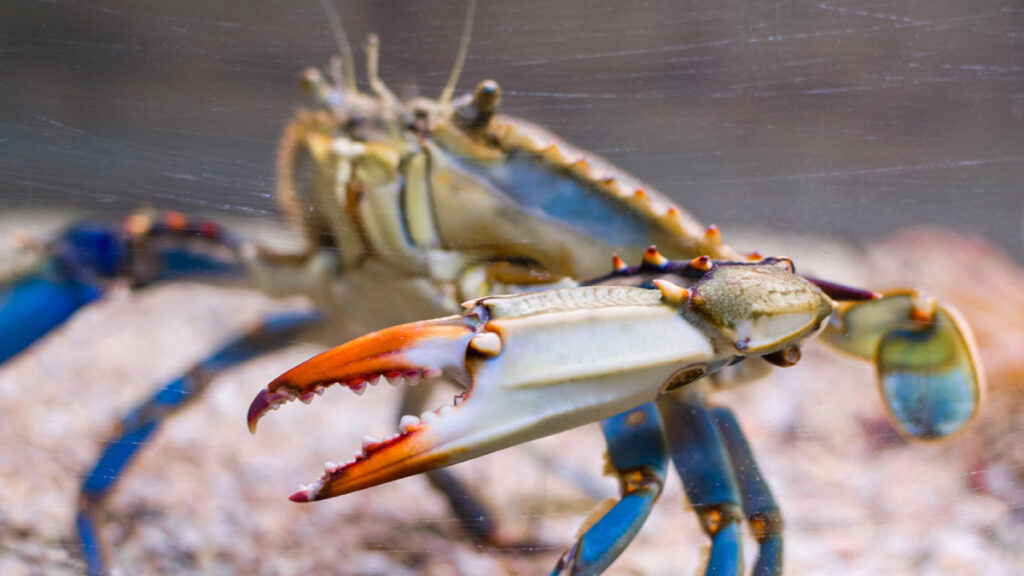 Blue Crab