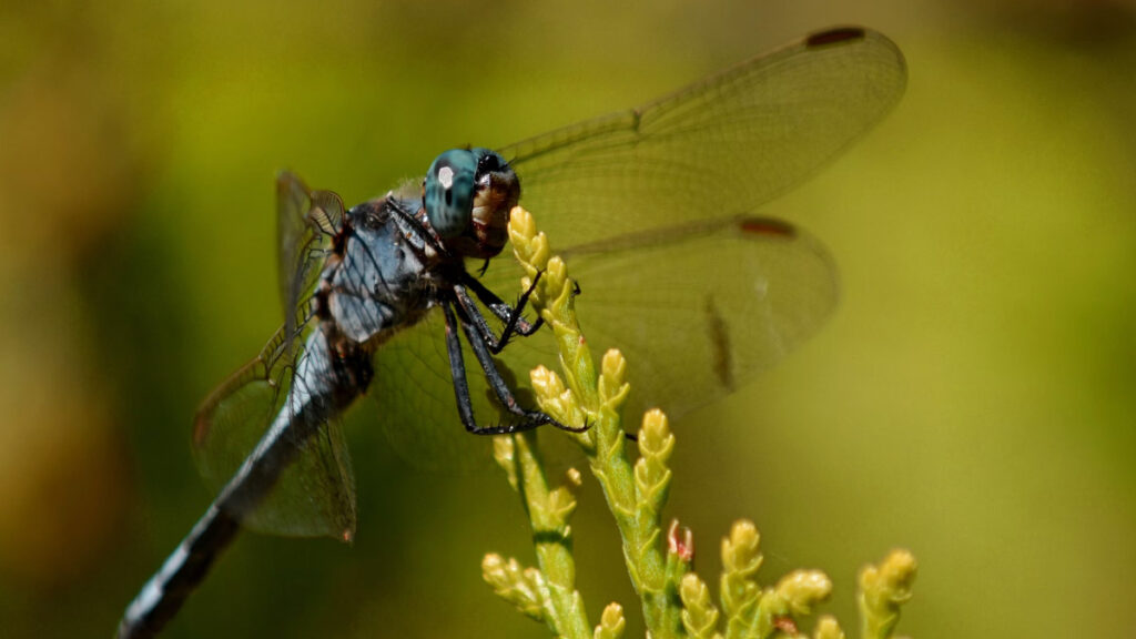 Common Dragonfly