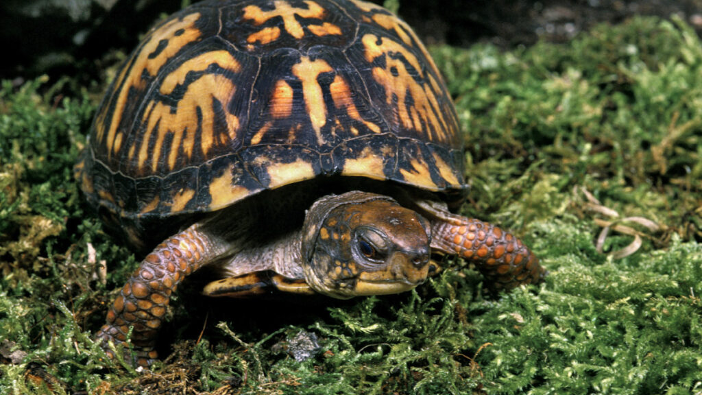 Eastern Box Turtle