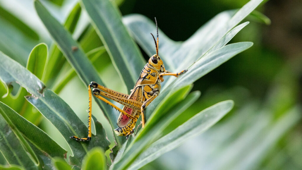 Eastern Grasshopper