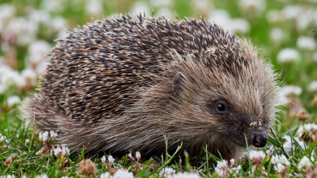 European hedgehog