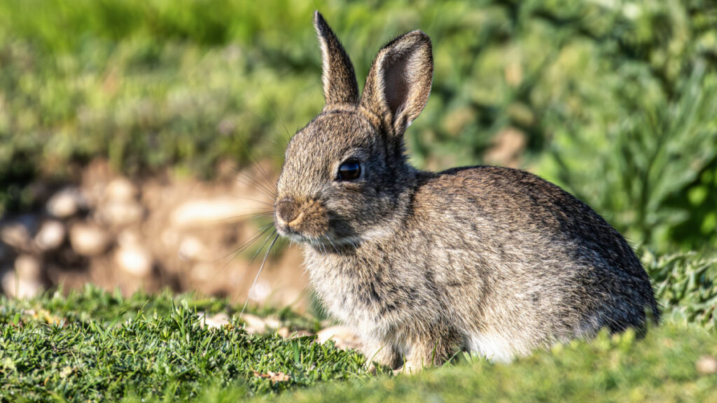 European Rabbit