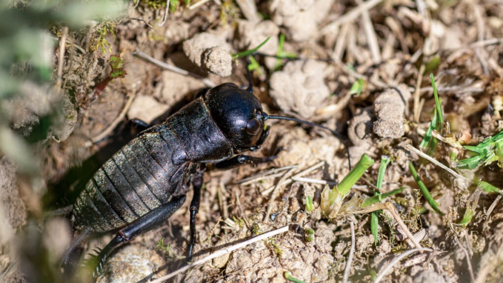 Field Cricket