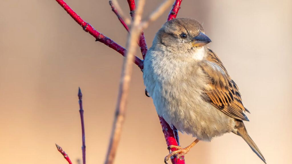 House Sparrow