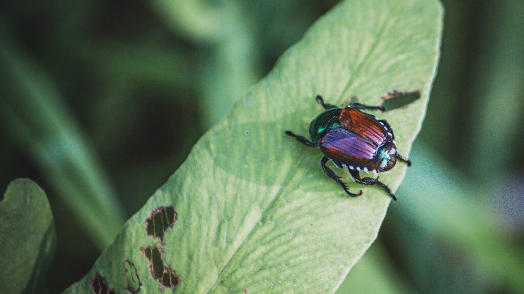 Japanese Beetle