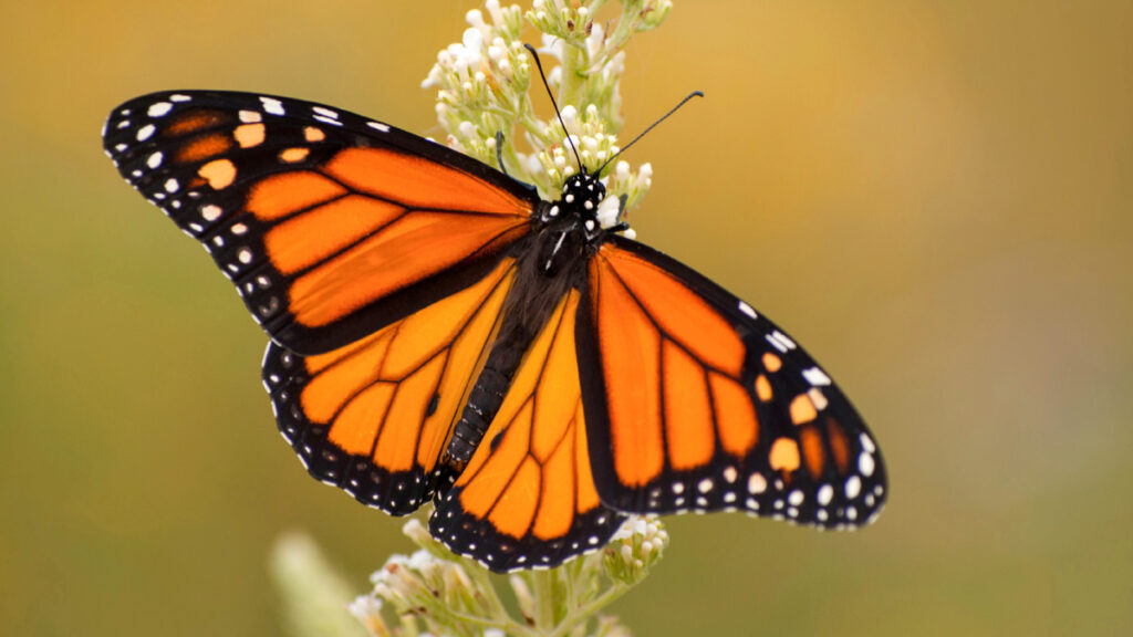 Monarch butterfly